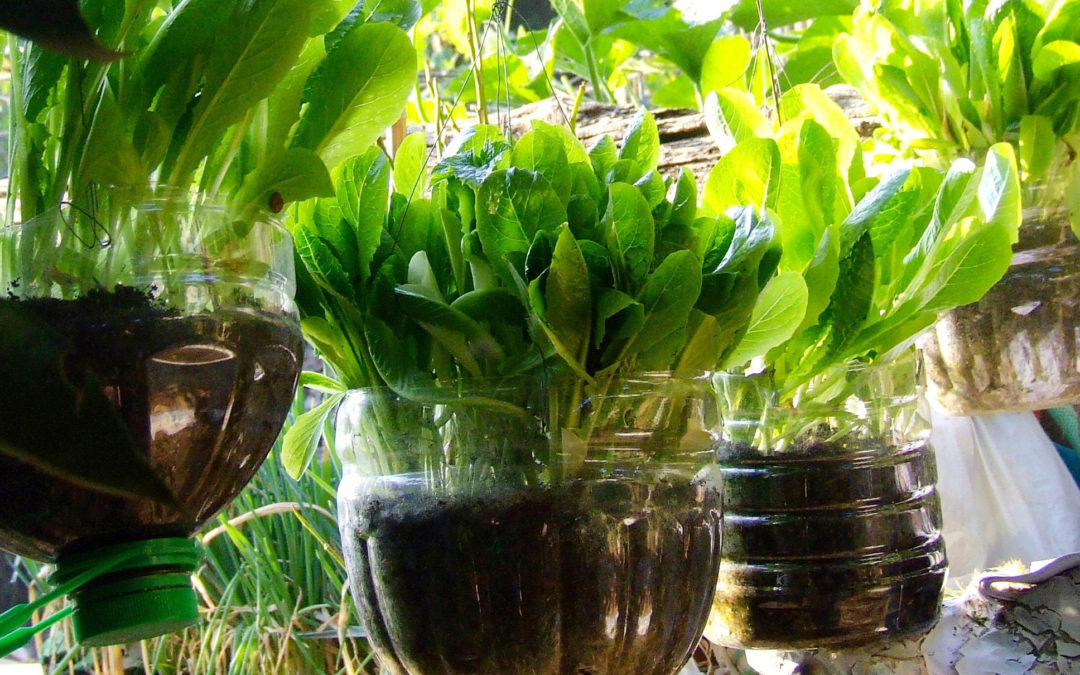 Urban Gardening: Growing Herbs and Vegetables